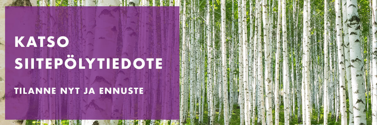 Katso siitepölytiedote: tilanne nyt ja ennuste