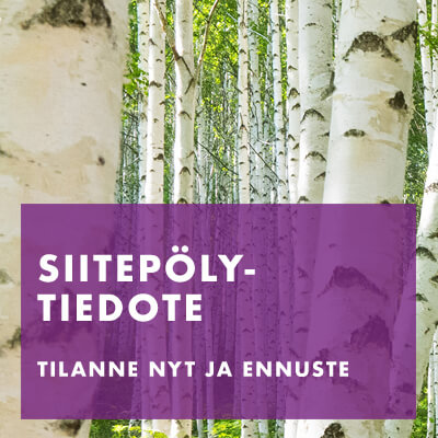 Katso siitepölytiedote: tilanne nyt ja ennuste